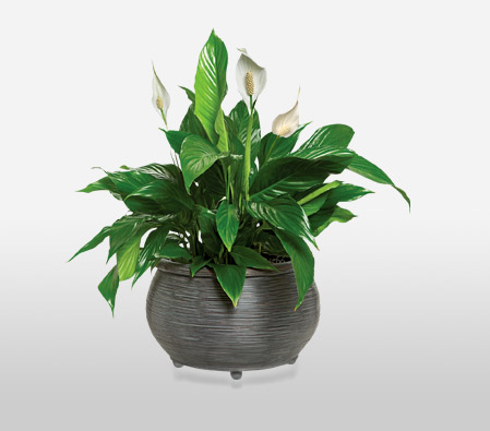 Peace Lily Funeral Plant-Green,Plant