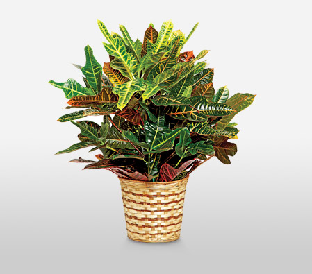 Colorful Potted Croton Plant-Green,Plant