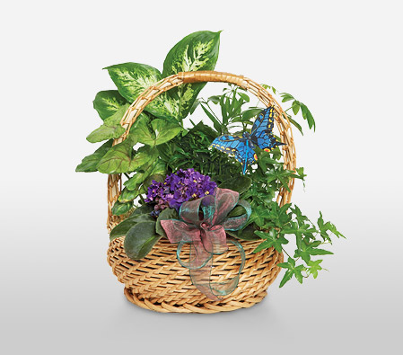 Butterfly Basket-Green,Plant