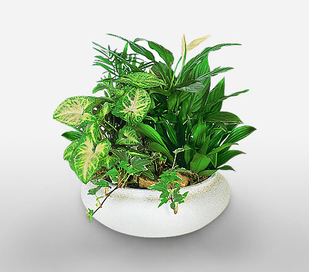 Appealing Plants-Plant