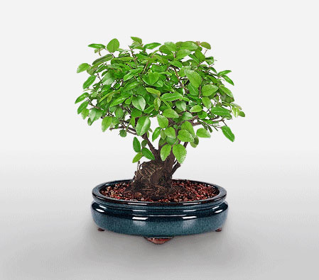 Blissfully Bonsai-Green,Plant