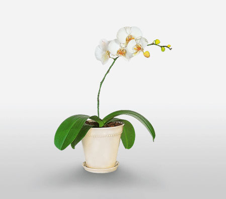 Clouds-White,Orchid,Arrangement