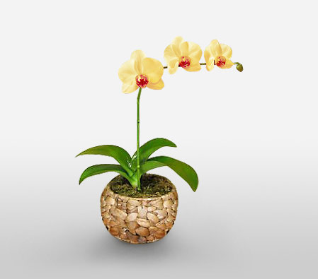 Lemon Beads-Yellow,Orchid,Arrangement,Plant