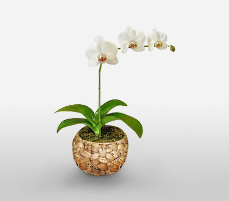 Vision In White - Orchid Plant-White,Orchid,Arrangement,Plant