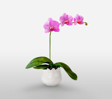 Empathy - Exotic Phalaenopsis Orchids-Pink,Orchid,Arrangement,Plant