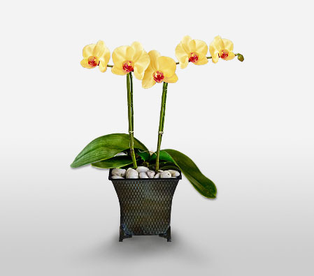 Phalaenopsis Yellow Orchids-Yellow,Orchid,Arrangement,Plant