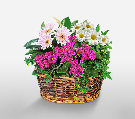 Happy Days-Mixed,Mixed Flower,Arrangement,Basket,Plant