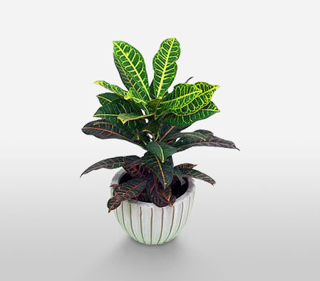 Crotos Paradise-Green,Plant