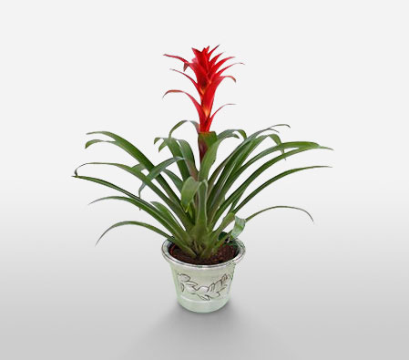 Splendor-Green,Red,Plant