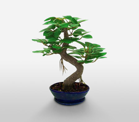 Oriental Bonsai-Green,Plant