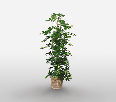 Refreshing-Green,Plant