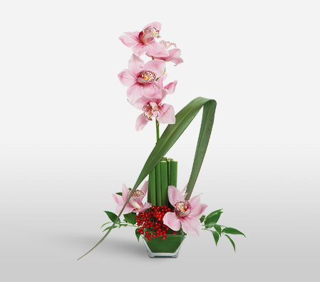 Opulent Orchids-Pink,Orchid,Arrangement
