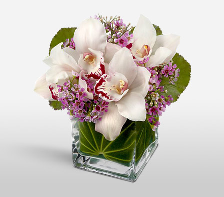 Magnum Opus-Pink,White,Orchid,Arrangement