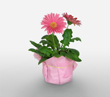 Pink Gerberas Plant-Pink,Gerbera,Arrangement,Plant