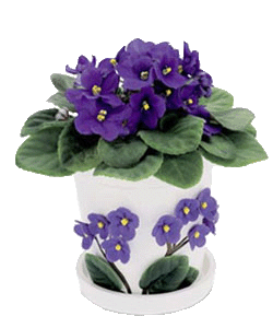 The Forever Violets Bouquet